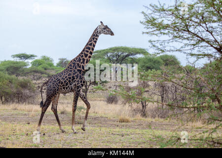 Giraffe camminare tra gli alberi, un safari in Kenya Foto Stock