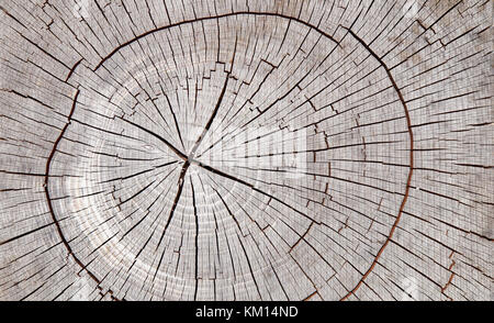 Vecchio albero timbro sfondo texture con anelli di anno Foto Stock