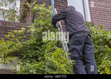 Giardiniere potatura un glicine contro una casa su una scala Foto Stock