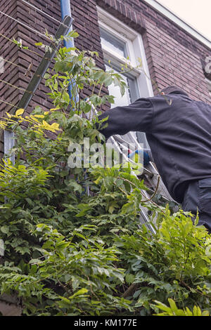 Giardiniere potatura un glicine contro una casa su una scala Foto Stock