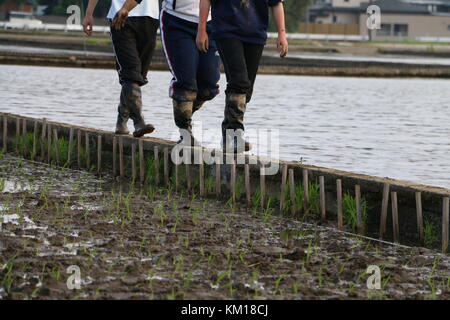 Studenti giapponesi tornando a piedi dal campo di riso Foto Stock