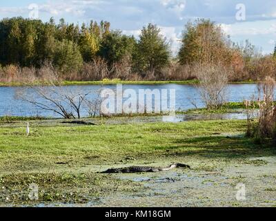 Stati Uniti d'America, Florida, Gainesville. Paesaggio, Paynes Prairie preservare parco dello stato. Alligatori basking lungo la riva del lago. Foto Stock