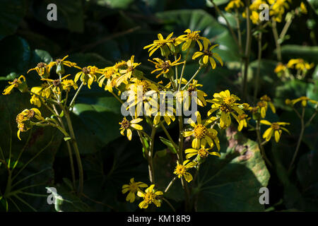 Farfugium japonicum - ligularia tussilaginea Foto Stock