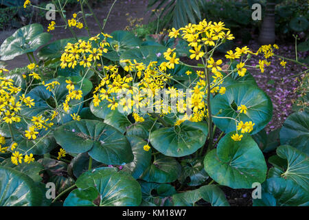 Farfugium japonicum - ligularia tussilaginea Foto Stock