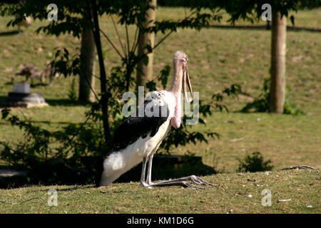 Marabou stork in cattività Foto Stock