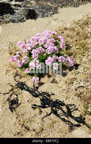 Sea Pink Armeria maritima cresce sulla costa vicino a Kincaslough, contea di Donegal, Irlanda Foto Stock