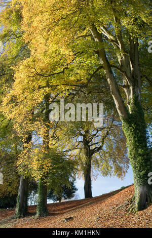 Fagus sylvatica. Autunno faggi in Duntisbourne abbots, Cotswolds, Gloucestershire, Inghilterra Foto Stock