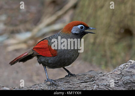 Red-tailed laughingthrush in piedi su un ramo nel suo habitat Foto Stock