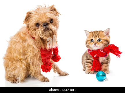 Cane e poco gattino in sciarpa, isolato su bianco Foto Stock