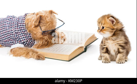 Cane la lettura di un libro piccolo gattino, isolato su bianco Foto Stock