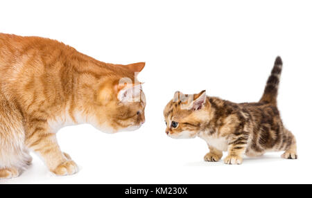 Due red cat, adulti e piccole isolate su bianco Foto Stock