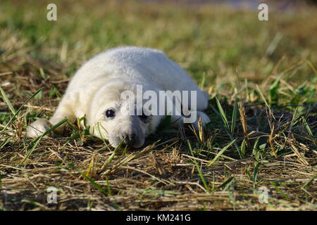 Cucciolo di foca grigia Foto Stock