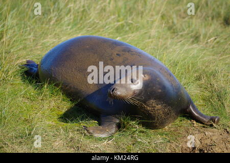 Guarnizione grigio donna nook Foto Stock