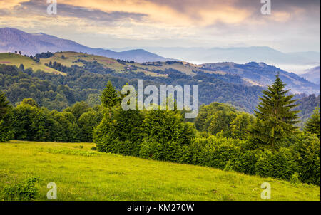 Il verde dei prati e foreste dei Carpazi. bellissimo paesaggio di montagne di purple sunrise in estate Foto Stock