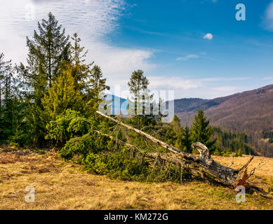 Caduto albero di abete rosso sulle colline boscose in primavera. poveri scenario dopo le tempeste invernali Foto Stock