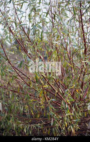 Salix alba var. vitellina 'Britzensis' Foto Stock