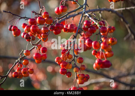 Malus 'Evereste' Foto Stock