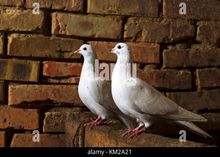 Coppia di piccioni bianco siede su un mattone rovina Foto Stock