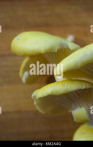 Giallo fresco funghi Oyster su un bambù tagliere, close-up Foto Stock