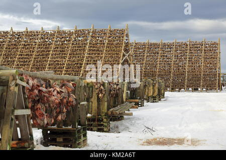 Un legno-telaio rack o hjells con teste di skrei-baccalà legati insieme mentre è appesa di essiccamento ad aria per diventare baccalà-cod frattaglie sul terreno innevato. l Foto Stock