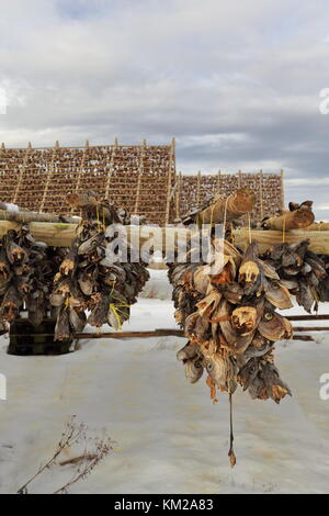 Un legno-telaio rack o hjells con teste di skrei-baccalà legati insieme mentre è appesa di essiccamento ad aria per diventare baccalà-cod frattaglie sul terreno innevato. l Foto Stock