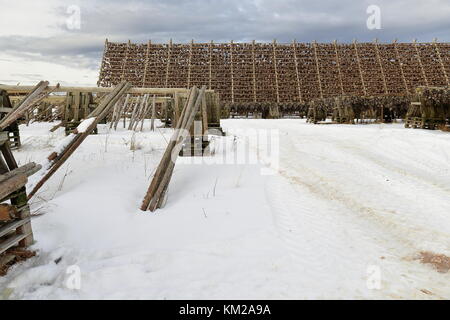 Un legno-telaio rack o hjells con teste di skrei-baccalà legati insieme mentre è appesa di essiccamento ad aria per diventare baccalà-trattore battistrada ruota sul grou Foto Stock