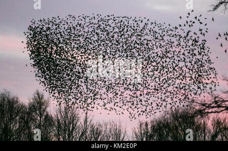 Burscough, Lancashire. Regno Unito Meteo. 3 dicembre, 2017. Migliaia di starling in cerca di un posatoio comunale in canneti a Martin Mere, sono tormentati e pursed da parte di un residente falco pellegrino. Le forme volute e formano parte di una tecnica evasiva per sopravvivere e per confondere e impressiona il rapace. Più grande è la simulazione di greggi, più è difficile per i predatori individuare e prendere un singolo uccello. Per gli storni possono volare rapidamente in coordinato e ipnotizzante formazioni come una azione di gruppo per sopravvivere all'attacco. Credito: MediaWorldImages/AlamyLiveNews. Foto Stock