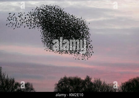 Burscough, Lancashire. Regno Unito Meteo. 3 dicembre, 2017. Migliaia di starling in cerca di un posatoio comunale in canneti a Martin Mere, sono tormentati e pursed da parte di un residente falco pellegrino. Le forme volute e formano parte di una tecnica evasiva per sopravvivere e per confondere e impressiona il rapace. Più grande è la simulazione di greggi, più è difficile per i predatori individuare e prendere un singolo uccello. Per gli storni possono volare rapidamente in coordinato e ipnotizzante formazioni come una azione di gruppo per sopravvivere all'attacco. Credito: MediaWorldImages/AlamyLiveNews. Foto Stock