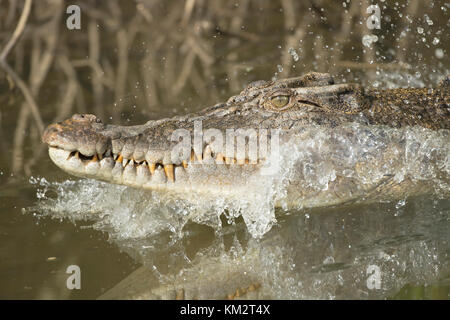 Coccodrillo di acqua salata (Crocodylus porosus) nuotare in un fiume Daintree, Queensland, Australia Foto Stock