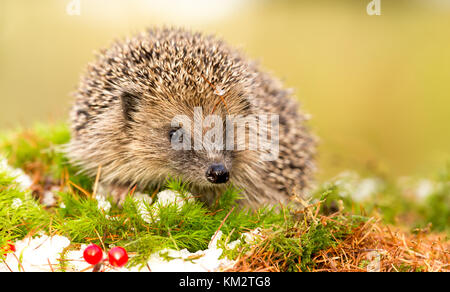 Hedgehog, in autunno, selvaggio, nativo, preso dall'interno di una nascondiglio faunistico per monitorare la salute e la popolazione di questo mammifero in declino durante i cambiamenti climatici Foto Stock