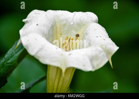 Fotografia di un fiore bianco presi con gocce di rugiada del mattino, che mostra la potenza, la purezza e la bellezza della natura Foto Stock