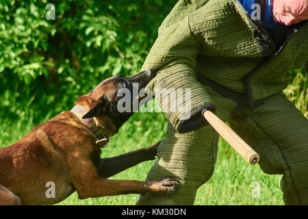 L'arrabbiato cane con un ampiamente aperto gli occhi è mordere figurant del gomito. Foto Stock