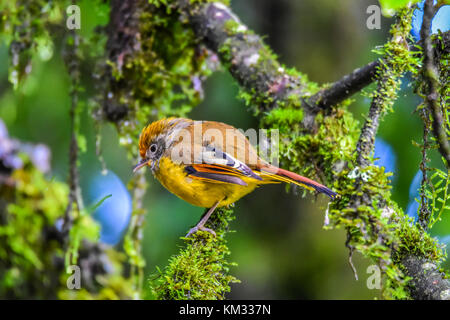 Bar-throated minla tenendo premuto sul ramo in inthanon parco nazionale della Thailandia Foto Stock