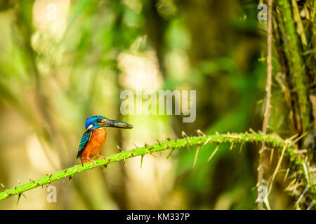 Kingfisher con piccoli pesci nella sua bocca nella foresta di Thailandia Foto Stock