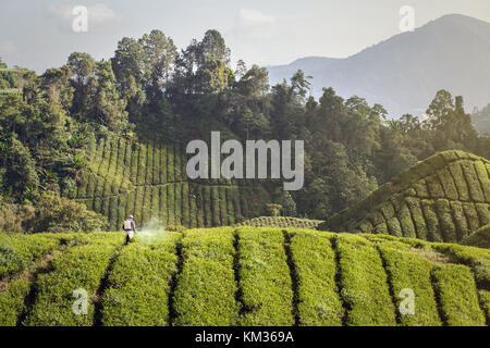 Lavoratore di piantagione su un campo di tè Foto Stock