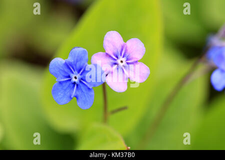 Due fiori di Omphalodes verna, noto anche come Blue-eyed Maria e strisciante ombelico di Venere. I fiori sono per la prima volta in blu, quindi può ruotare rosa. Profondità o Foto Stock