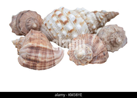 Negozio di souvenir, mare, shell, perla, reale, Riva, rumore, house, lumaca, spiaggia, sabbia Foto Stock