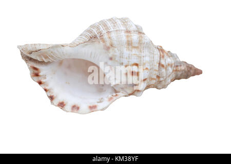 Negozio di souvenir, mare, shell, perla, reale, Riva, rumore, house, lumaca, spiaggia, sabbia Foto Stock