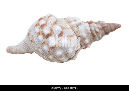 Negozio di souvenir, mare, shell, perla, reale, Riva, rumore, house, lumaca, spiaggia, sabbia Foto Stock