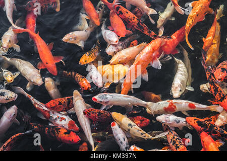 Molti pesci koi, giapponese carpe koi pesci Foto Stock