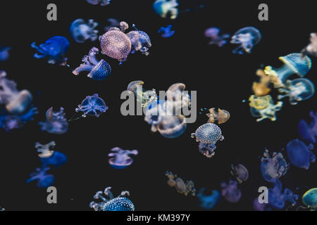 Meduse colorate su sfondo nero - bianco macchiato medusa Foto Stock