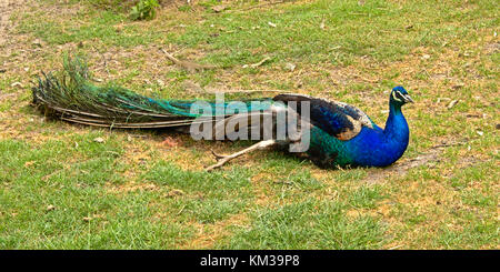 Pavone colorati con piume chiuso seduto in un prato - Pavo Foto Stock