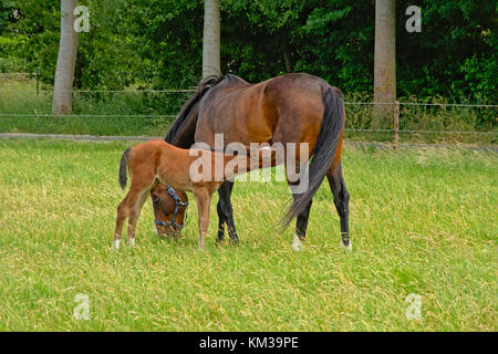 Mare alimentazione puledro in un prato verde con alberi dietro Foto Stock