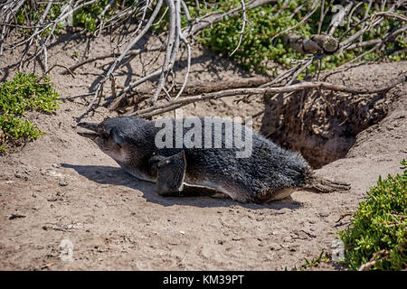 Un bambino africano penguin giacente su una spiaggia in Sud Africa Foto Stock