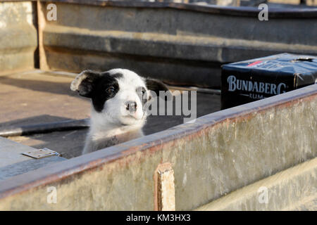 Cane DI BESTIAME IN UTE. AUSTRALIA Foto Stock