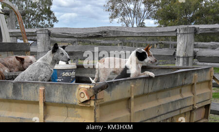 I CANI DI BESTIAME IN UTE. AUSTRALIA Foto Stock