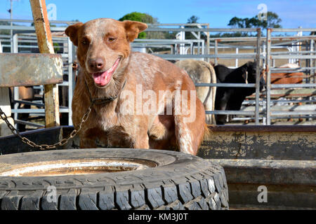 Cane DI BESTIAME IN UTE. AUSTRALIA Foto Stock