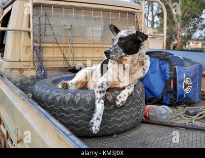 Cane DI BESTIAME IN UTE. AUSTRALIA Foto Stock