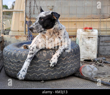 Cane DI BESTIAME IN UTE. AUSTRALIA Foto Stock