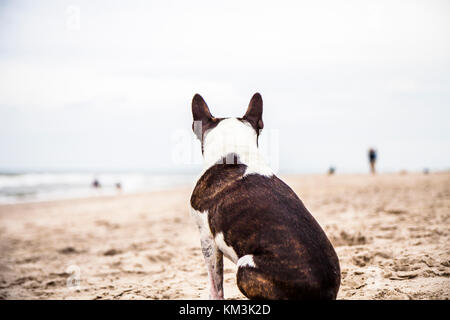 Pug dog sitter in spiaggia visto da dietro Foto Stock
